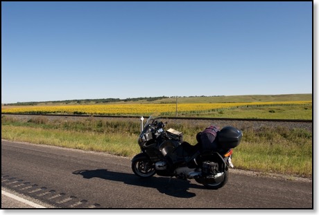 North Dakota Sunflowers